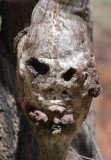 Tree as Facemask
