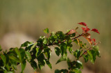 Red leaves