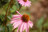 Bee on pink 2