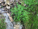 Plagiomnium cuspidatum - Lundpraktmossa - Woodsy Thyme-moss