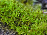 Orthotrichum pumilum - Dvrghttemossa - Dwarf Bristle-moss