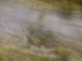 Orthotrichum pumilum - Dvrghttemossa - Dwarf Bristle-moss