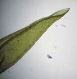 Orthotrichum pumilum - Dvrghttemossa - Dwarf Bristle-moss