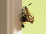 Humlelik dagsvrmare - Hemaris fuciformis - Broad-bordered Bee Hawk-moth