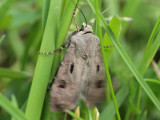kerjordfly - Agrotis exclamationis - Heart and Dart