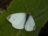 Rovfjril - Pieris rapae - Small White