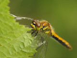 Svart ngstrollslnda (hona) - Sympetrum danae - Black Darter (female)