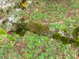 Klubbskldlav - Melanohalea exasperatula -  Lustrous camouflage lichen