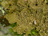 Klubbskldlav - Melanohalea exasperatula -  Lustrous camouflage lichen