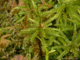 Climacium dendroides - Palmmossa - Tree-moss