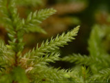 Climacium dendroides - Palmmossa - Tree-moss