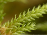 Climacium dendroides - Palmmossa - Tree-moss