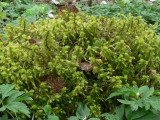 Rhytidiadelphus triquetrus - Kransmossa - Big Shaggy-moss