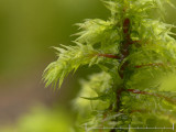 Rhytidiadelphus triquetrus - Kransmossa - Big Shaggy-moss