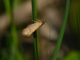 Vrantennmal - Nematopogon swammerdamella - a longhorn moth