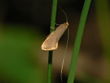 Vrantennmal - Nematopogon swammerdamella - a longhorn moth