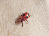 (Familjen svampbaggar) - Endomychus coccineus - Handsome Fungus Beetle or False Ladybird