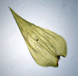 Rhytidiadelphus triquetrus - Kransmossa - Big Shaggy-moss