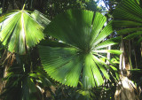 Fan Palm - Licuala