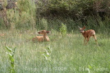 IMG_7012.jpg