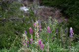 IMG_3752.jpg