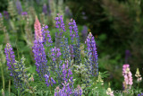 IMG_3756.jpg