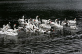 IMG_3821.jpg