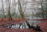Pools  in  a very, misty, Epping  Forest.