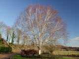 A  magnificent  silver  birch  tree.