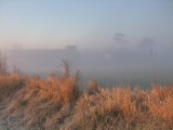 Morning  mist  screens  off  farm  buildings.