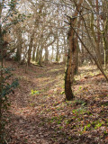 Wansdyke  on  the  edge  of  West  Woods.