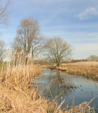 The River Roding