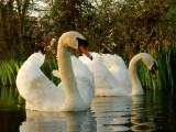 A  pair  of  swans.