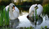 Low  angled  view  of  a  pair  of  swans.