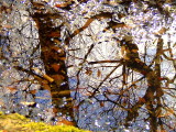 Reflections