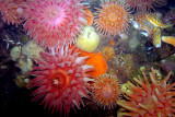 Anemone Display