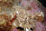 Juvenile Sea Raven