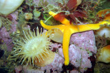 Silver Spotted Anemone, Blood Sea Star