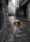 un chien Parisien