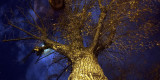 SP nocturne with tree