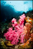 pink soft coral