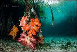 Sort corals