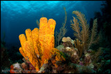 Coral garden