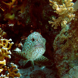 Spotted Grouper
