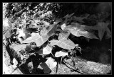 Image from the garden - Leaves