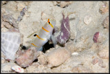 Goby in a hole