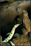 pipefish 3