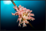 soft coral on a rope