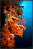 bright orange soft coral