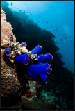 blue tubes on the reef